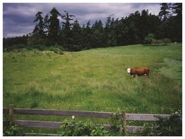 Hourigan property, Helmcken Road, 1 cow in field